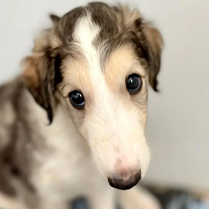 borzoi puppies price