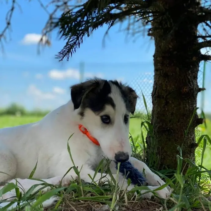 borzoi puppies price