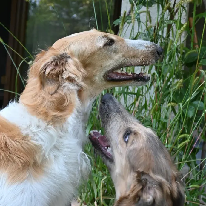 borzoi puppies