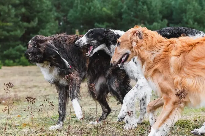 borzoi puppies for sale