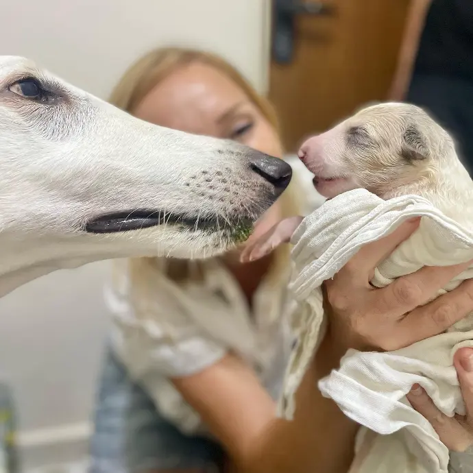 borzoi puppies for sale in south africa