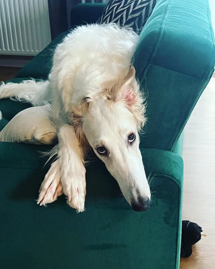 borzoi puppies for sale in michigan