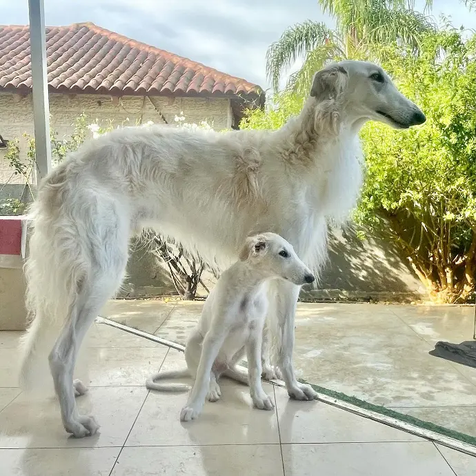 borzoi puppies for sale wales