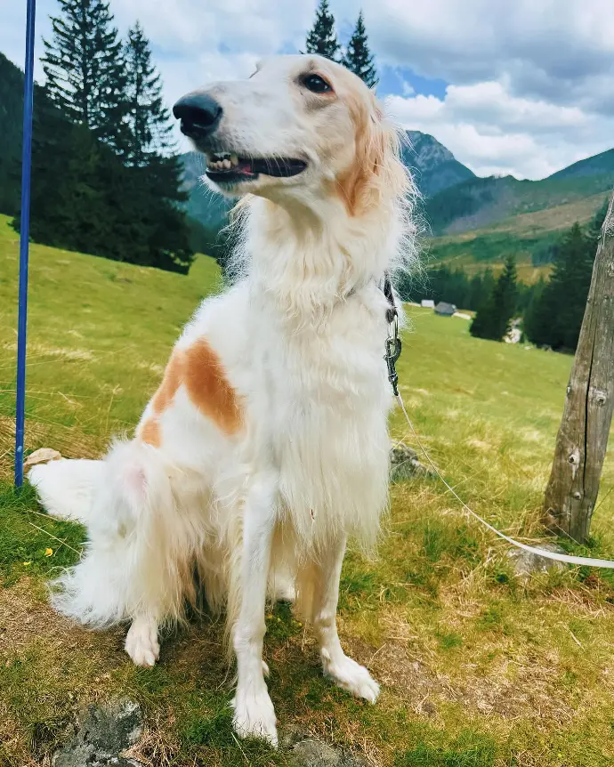 borzoi puppies for sale europe