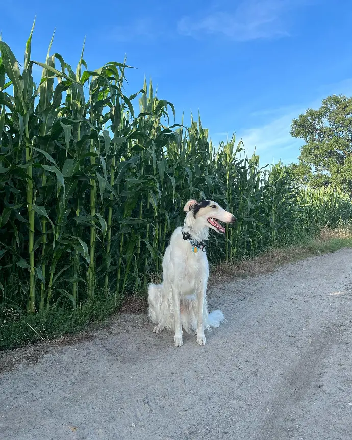 borzoi puppies for sale ontario