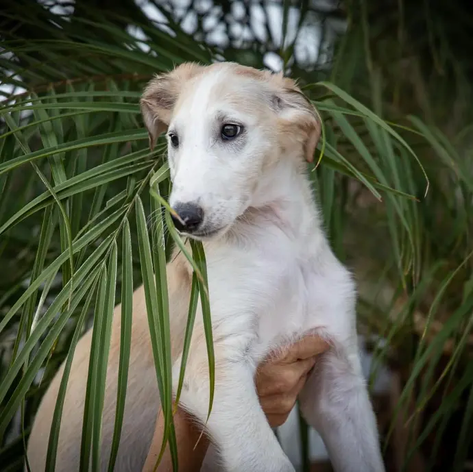 borzoi puppies for sale canada