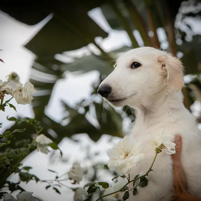 borzoi puppies for sale washington state