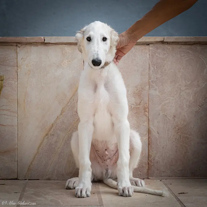 borzoi puppies for sale in pa