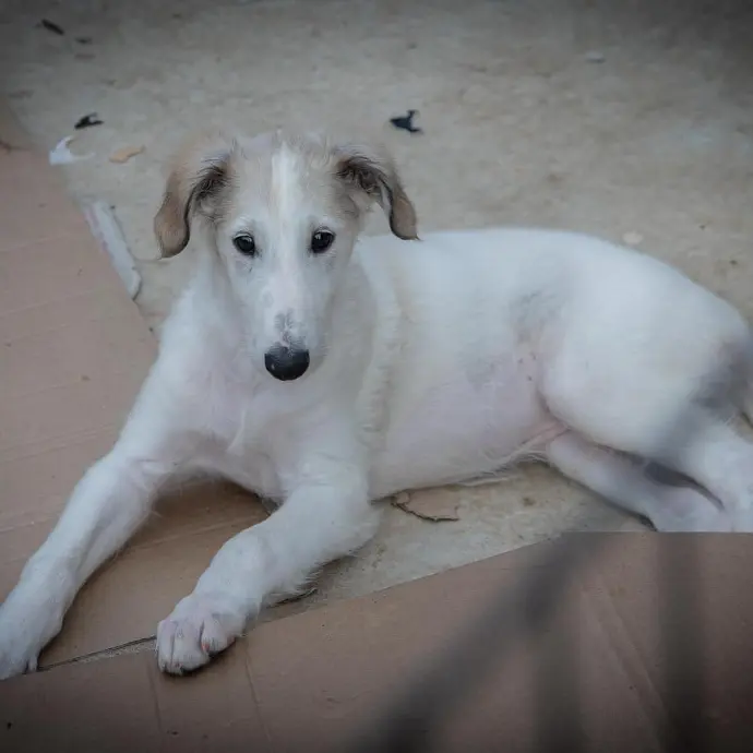 borzoi adoptar