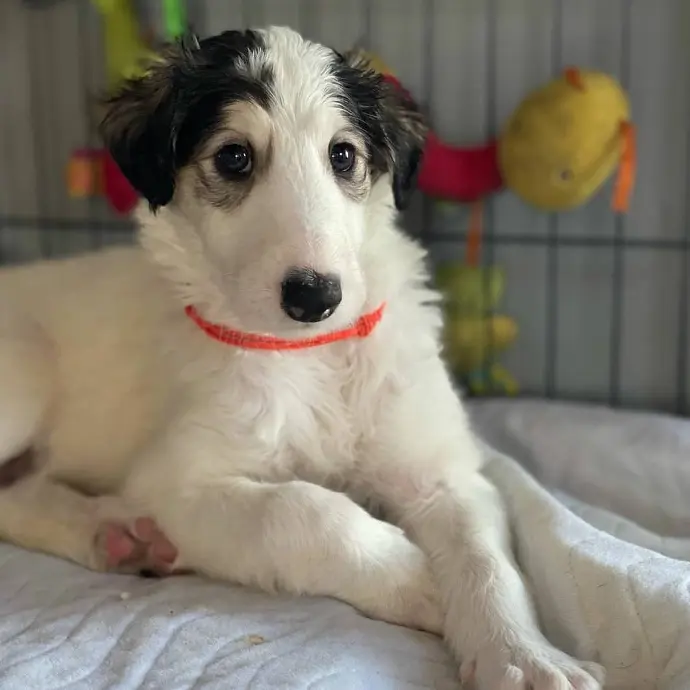 borzoi puppies for sale in michigan