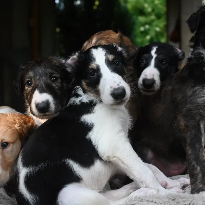 borzoi puppies price