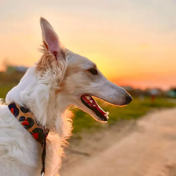 borzoi criadero españa