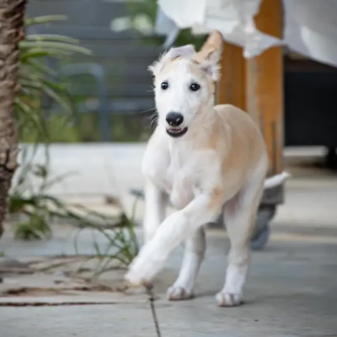 borzoi doodle puppies for sale