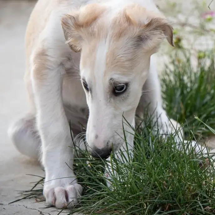 borzoi puppies for sale europe