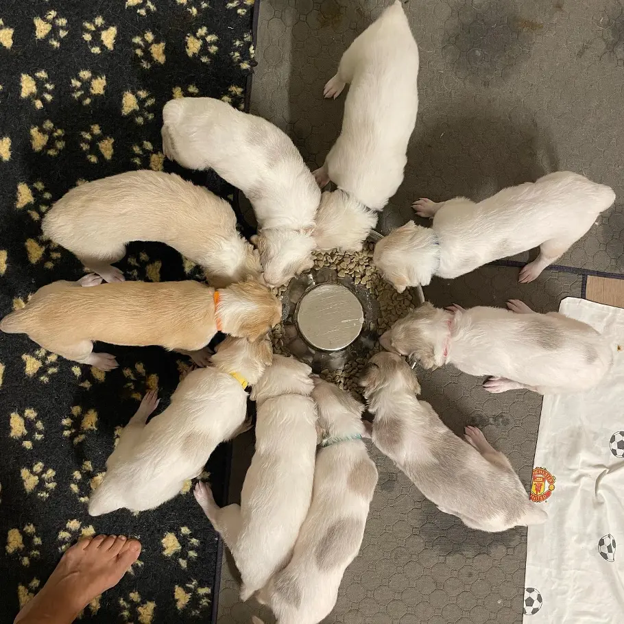 borzoi puppies for sale