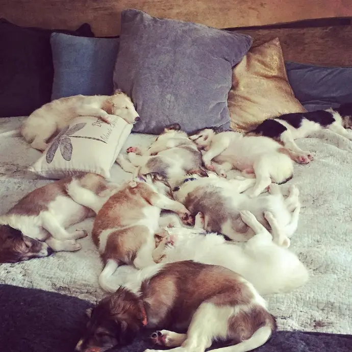 borzoi puppies for sale ohio