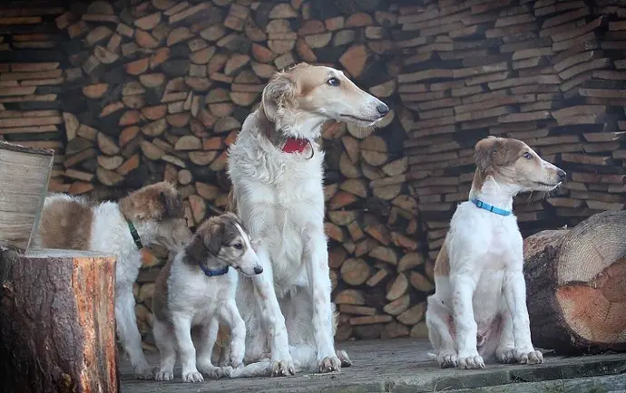 borzoi puppies for sale wales