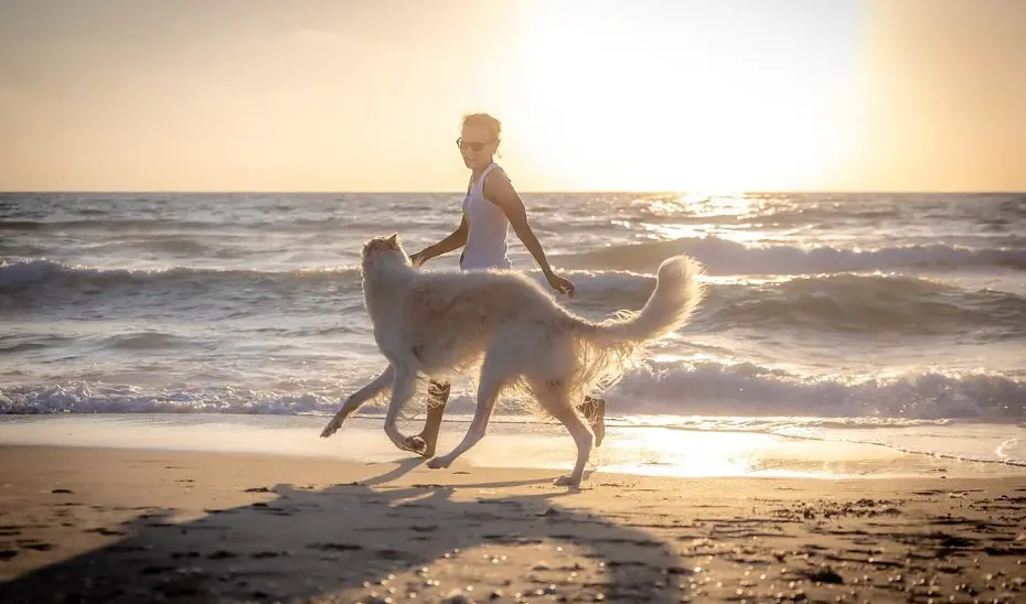 borzoi