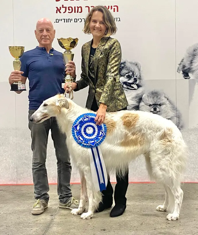 borzoi milanuncios