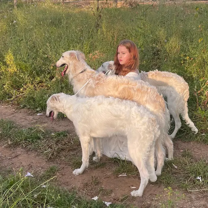 borzoi comprar