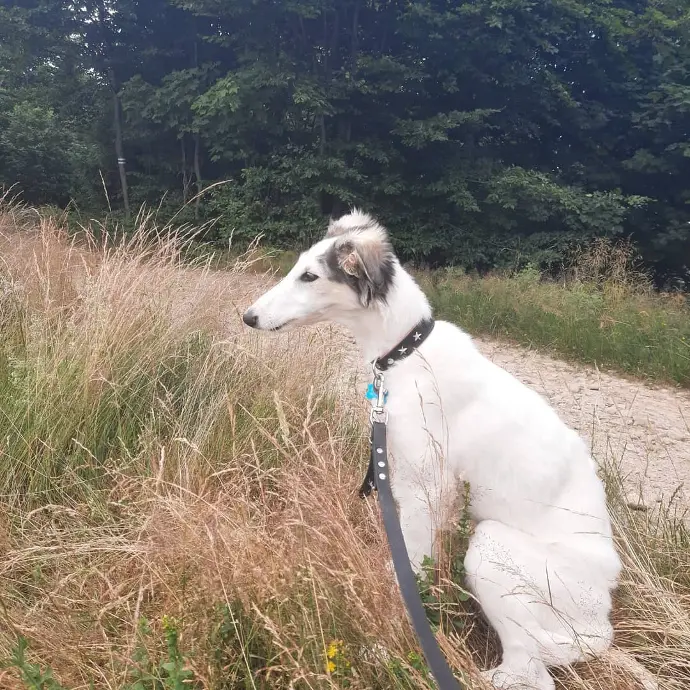 borzoi puppies for sale scotland