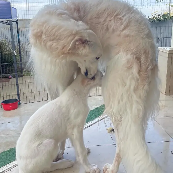 borzoi puppies for sale canada