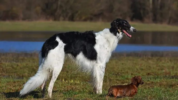 borzoi puppies for sale texas