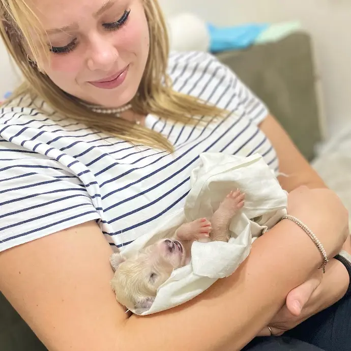 borzoi puppies