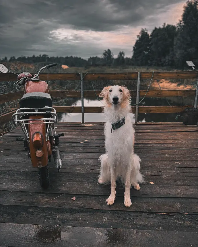 borzoi doodle puppies for sale